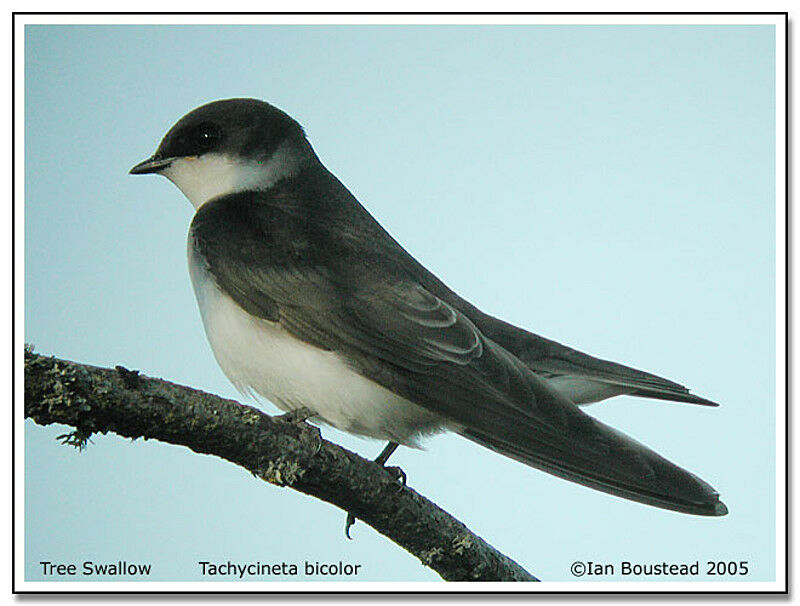 Tree Swallow