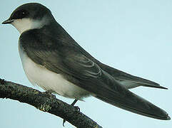 Tree Swallow