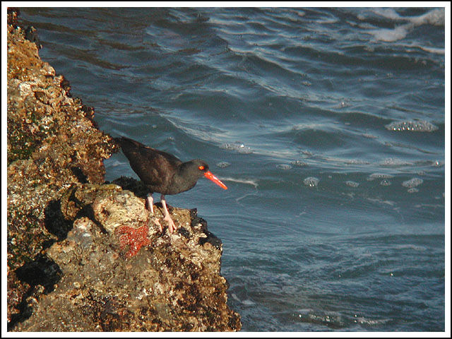 Black Oystercatcher