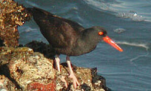 Black Oystercatcher