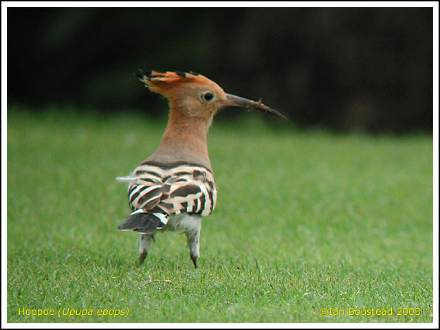 Eurasian Hoopoe