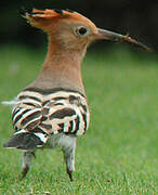 Eurasian Hoopoe