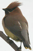 Cedar Waxwing