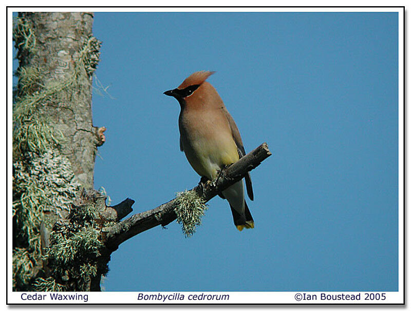 Cedar Waxwing