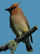 Cedar Waxwing