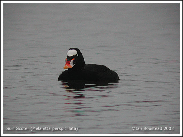 Surf Scoter