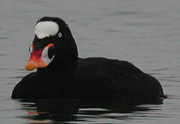 Surf Scoter