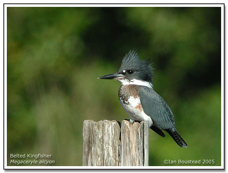 Belted Kingfisher