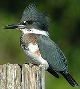 Belted Kingfisher