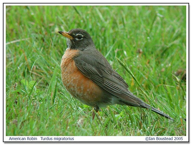 American Robin