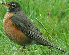 American Robin