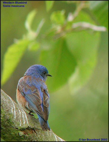 Western Bluebird