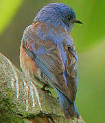 Western Bluebird