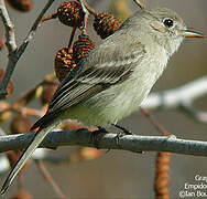 American Grey Flycatcher