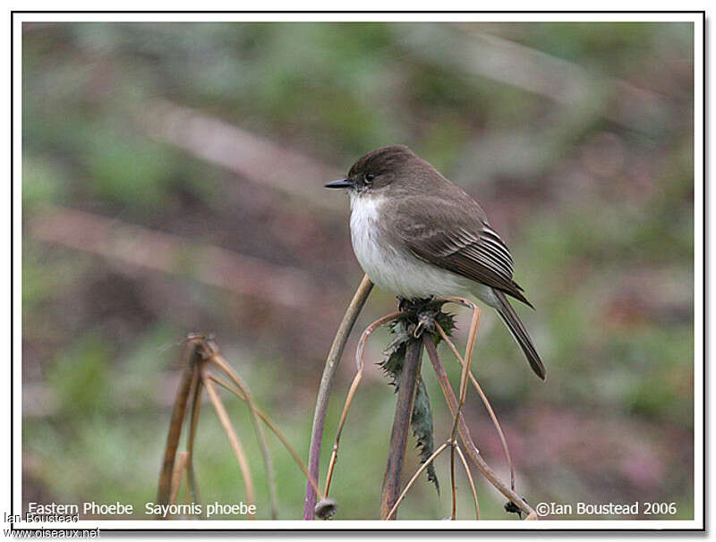 Eastern Phoebeadult post breeding, identification