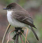 Eastern Phoebe