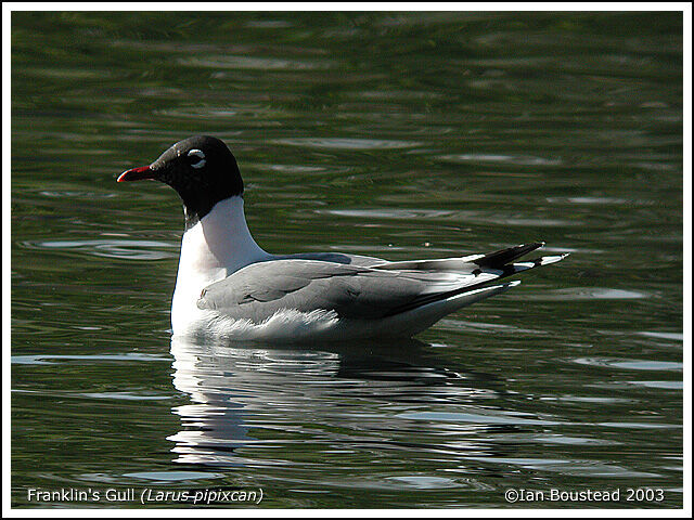 Mouette de Franklin