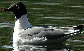 Mouette de Franklin