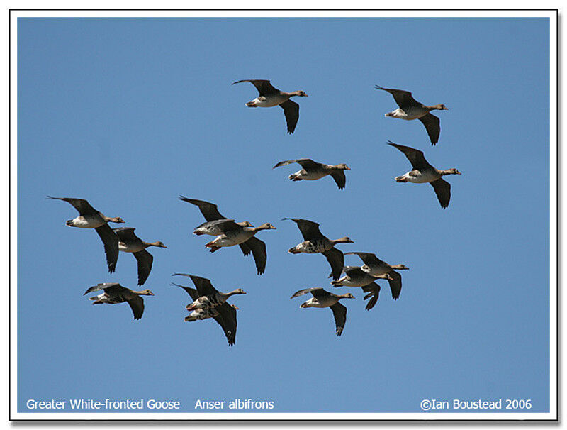 Greater White-fronted Goose