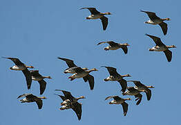 Greater White-fronted Goose