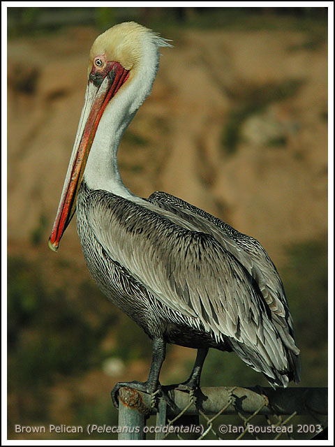 Brown Pelican