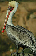 Brown Pelican