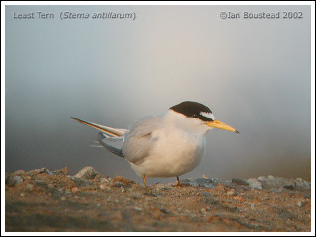 Least Tern