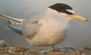 Least Tern