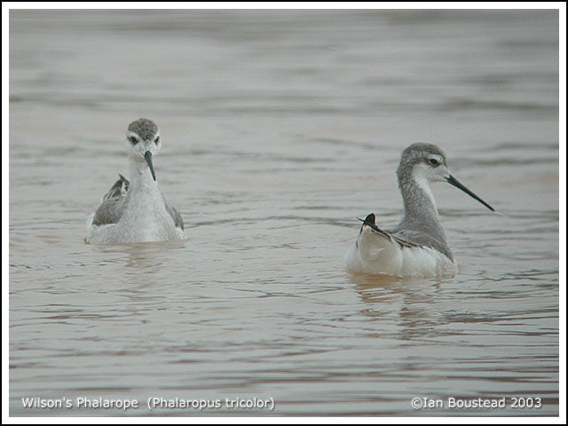 Wilson's Phalarope