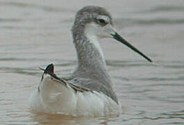 Phalarope de Wilson