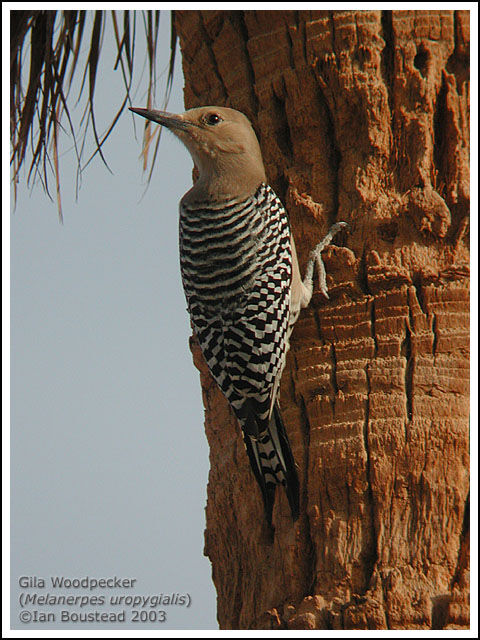 Gila Woodpecker