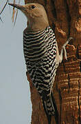 Gila Woodpecker