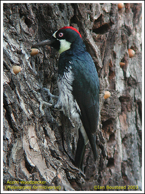 Acorn Woodpecker