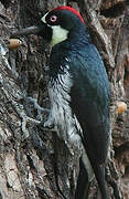 Acorn Woodpecker