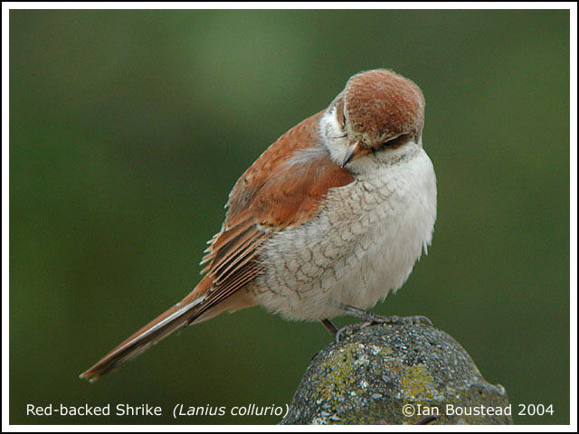 Red-backed Shrike