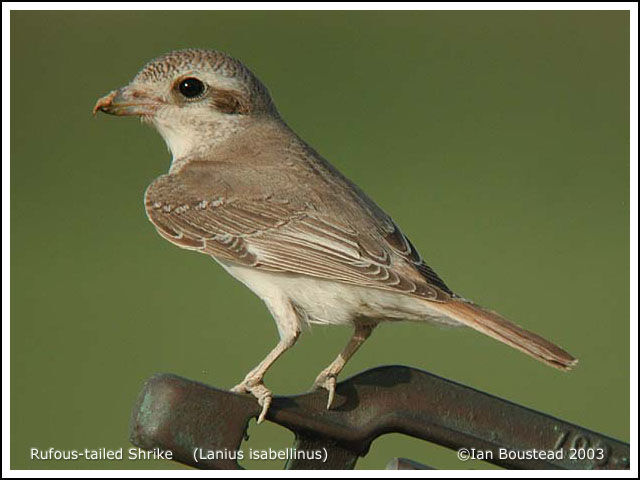 Isabelline Shrike