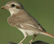 Isabelline Shrike