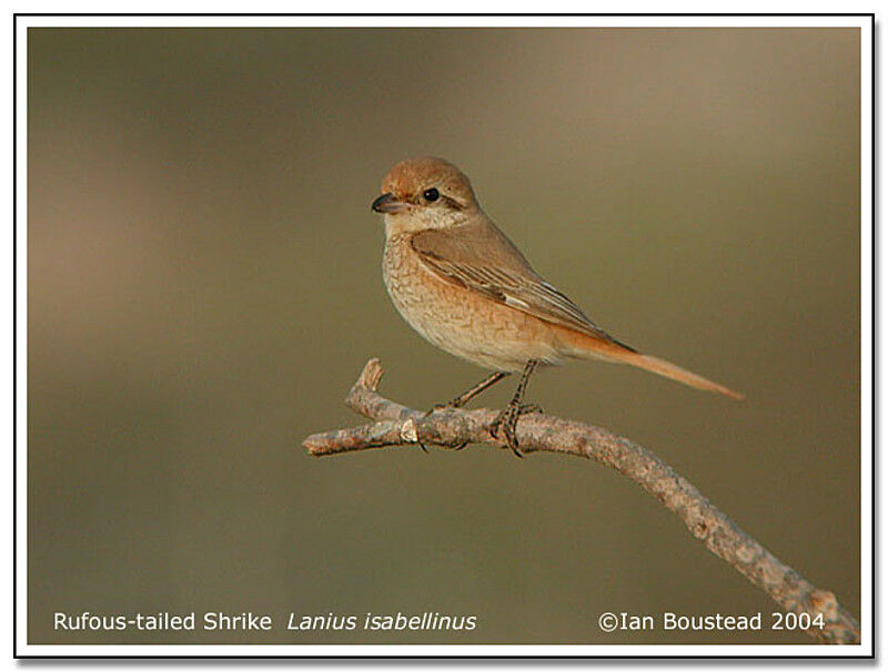 Isabelline Shrike