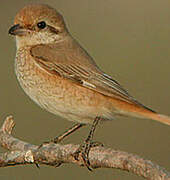 Isabelline Shrike