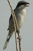 Iberian Grey Shrike