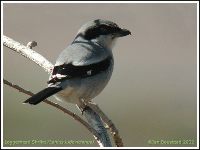 Loggerhead Shrike