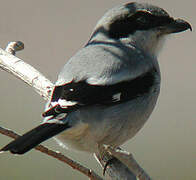 Loggerhead Shrike