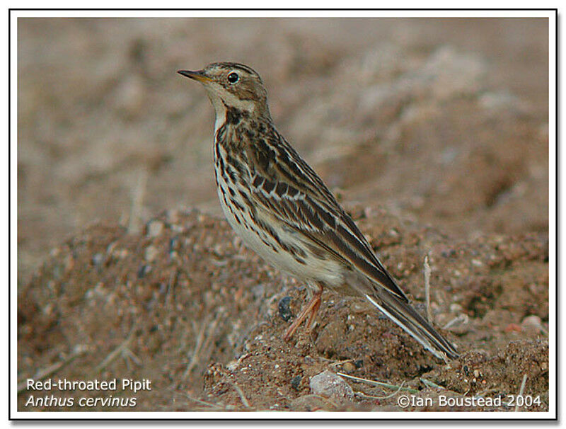 Pipit à gorge rousse