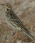 Pipit à gorge rousse