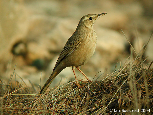 Long-billed Pipit