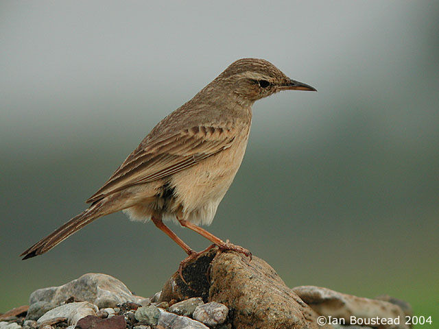 Long-billed Pipit