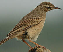 Long-billed Pipit