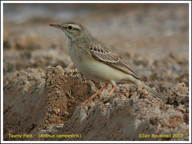 Pipit rousseline