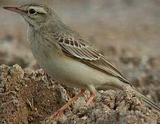 Pipit rousseline