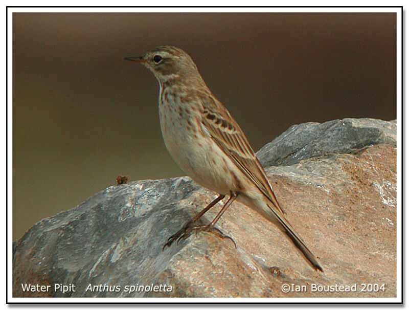 Water Pipit